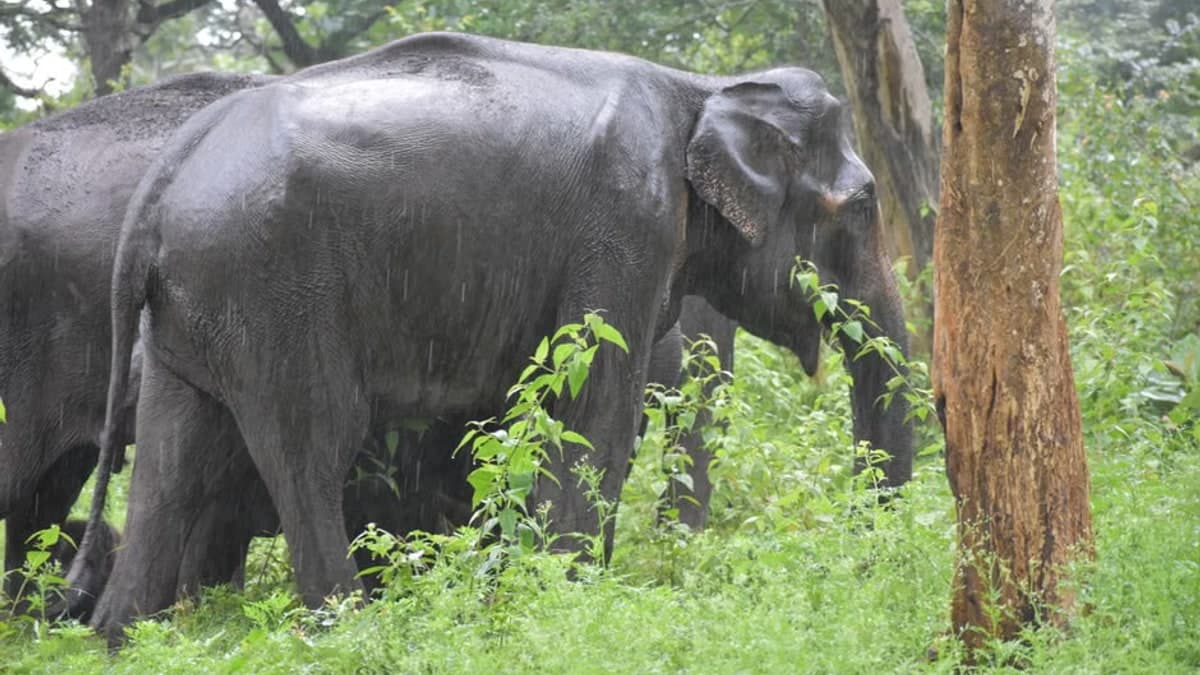 देखें वीडियो: भारी बारिश में बेजुबान कुत्तों के लिए ढाल बना हाथी, सोशल मीडिया पर ममता की इस मूरत ने जीते लोगों के दिल