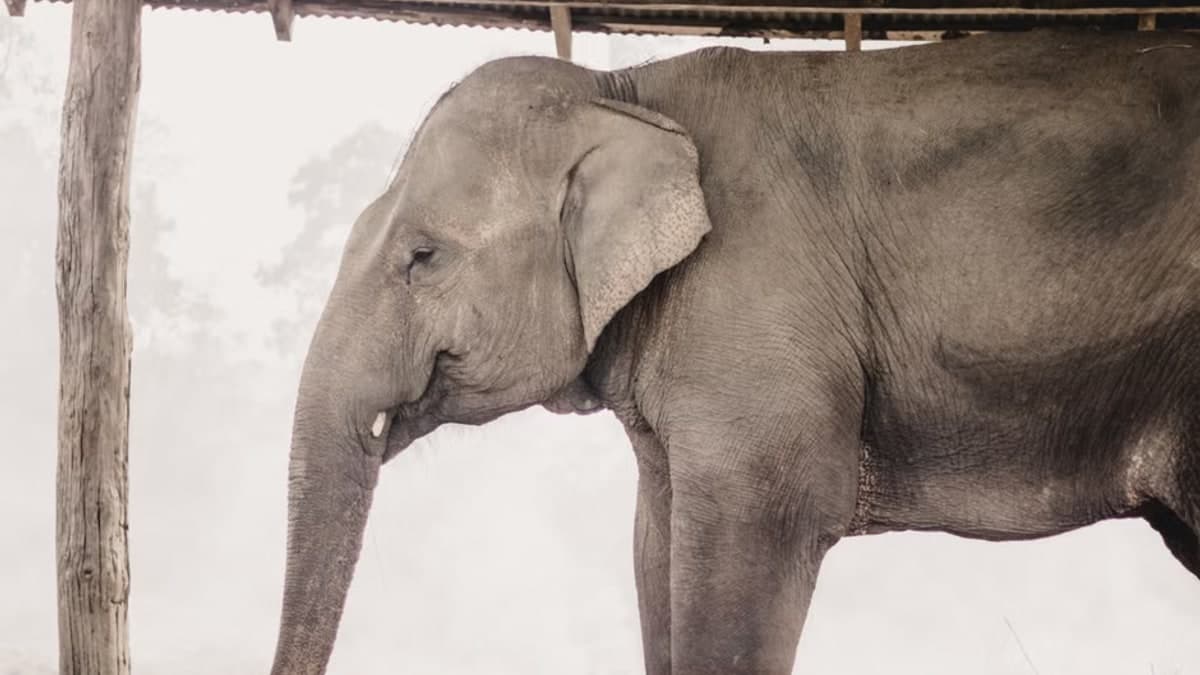 देखें वीडियो: भारी बारिश के बीच आवारा कुत्तों के लिए ढाल बना हाथी, सोशल मीडिया पर ममता की यह तस्वीर जीत रही है दिल