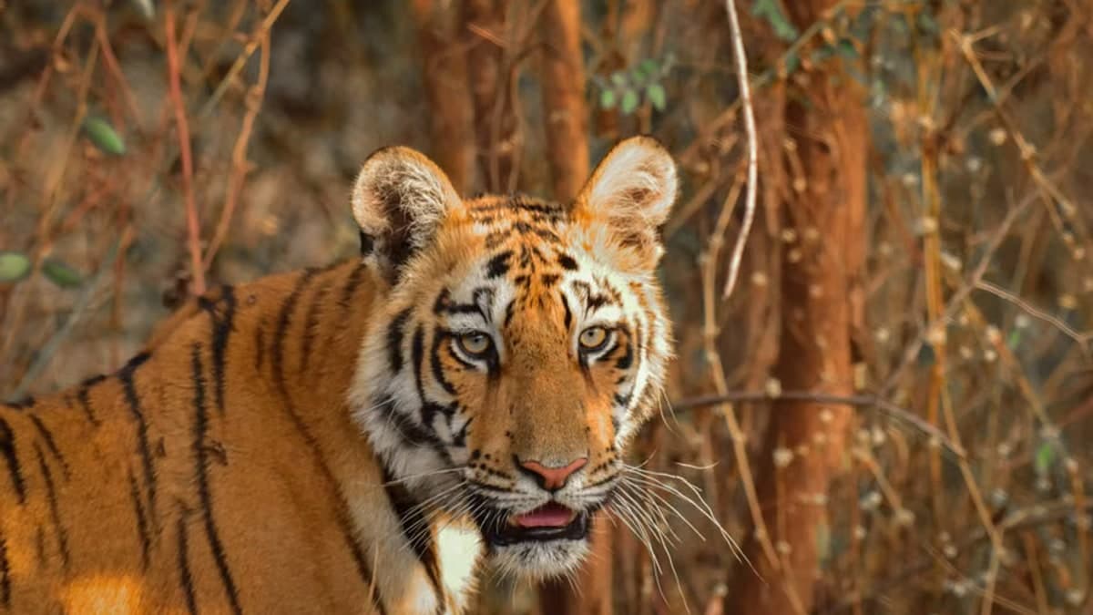 (वीडियो) बांदीपुर टाइगर रिजर्व का मार्मिक दृश्य, वन में लौटने से पहले बाघिन का इंसानों को अनूठा आशीर्वाद