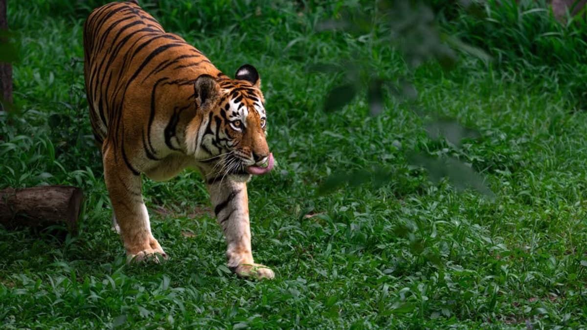 Video: When national bird's call disturbed our national animal, interesting wildlife clip goes viral