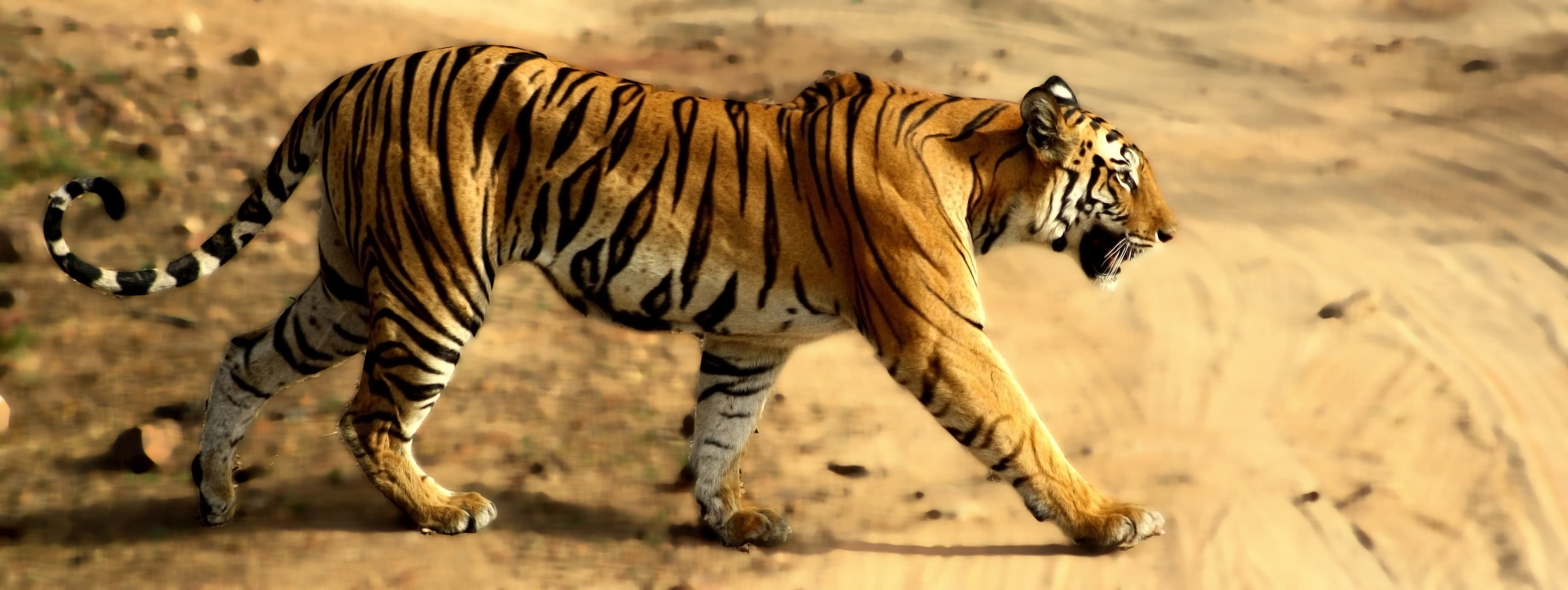टाइगर कॉरिडोर के पास कोयला खनन पर सियासत तेज: सरकार की नीतियों पर उठे गंभीर सवाल, वन्यजीवों पर मंडराया संकट