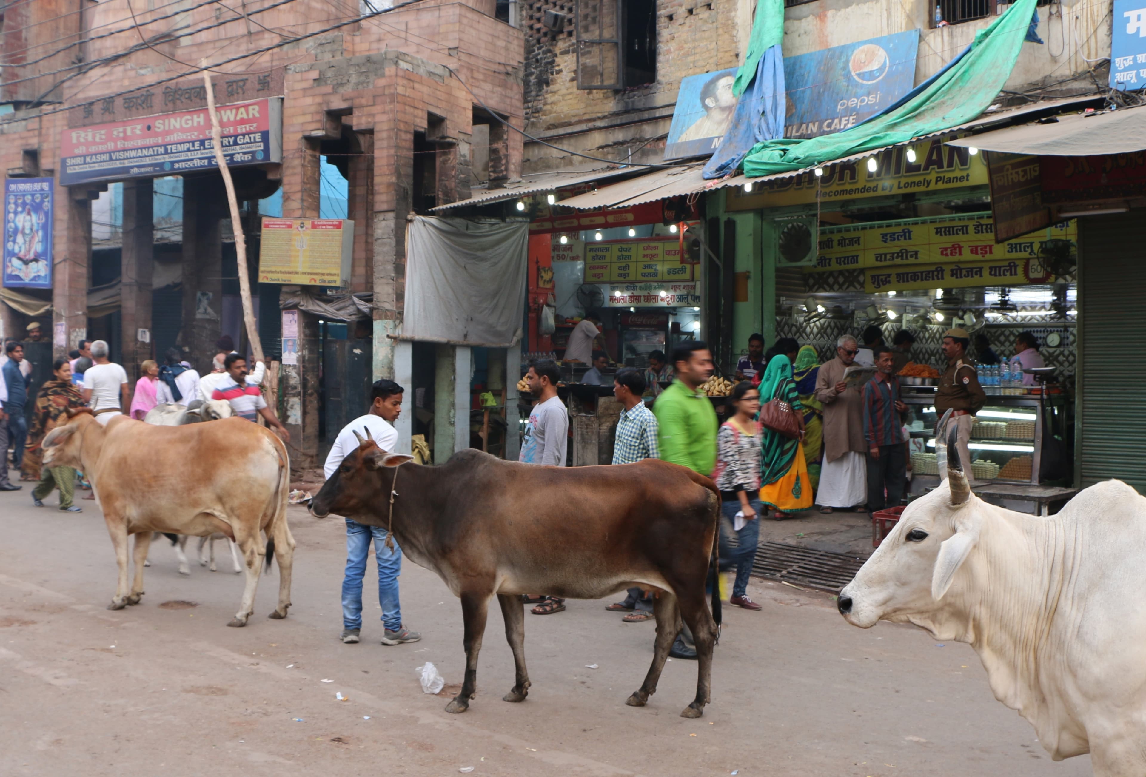 बैरपुर मानपुर गोशाला के पीछे जलमग्न क्षेत्र में गोवंश मिलने से हड़कंप: वीडियो वायरल होने के बाद ग्रामीणों में भारी रोष, प्रशासन की कार्यप्रणाली पर उठ रहे गंभीर सवाल