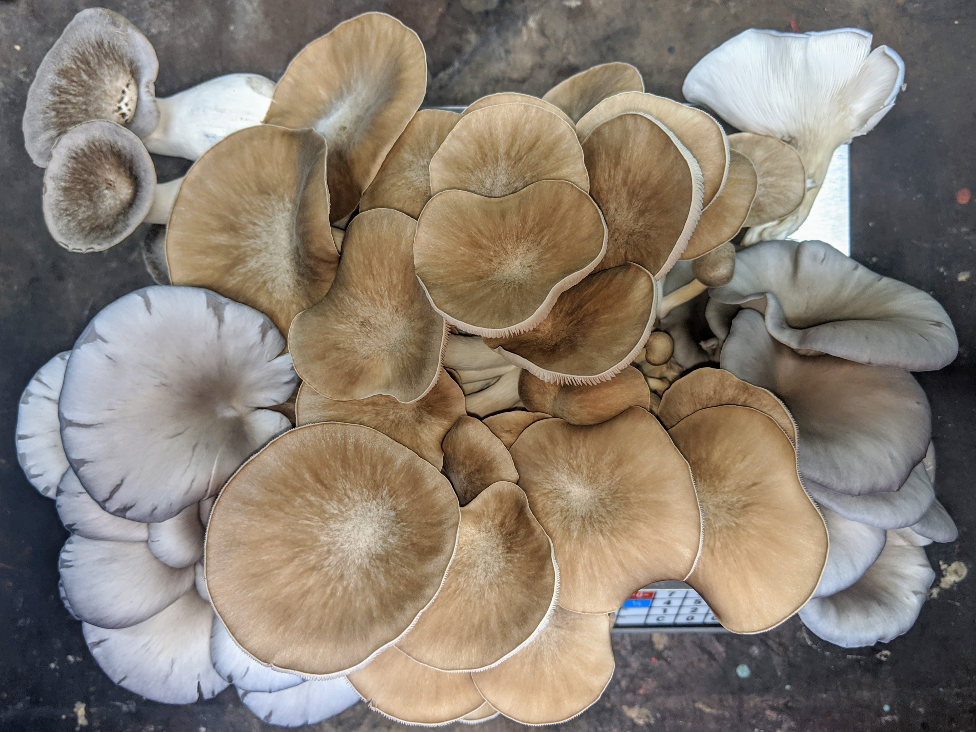 Leaving Job Hunt Behind: Rural Youth Learns Mushroom Farming From YouTube, Sets Up Modern Unit