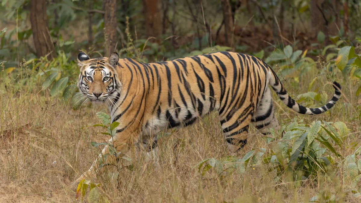 सुंदरवन के अंदर का खतरनाक माहौल, जहां हर पल मंडराता रहता है मौत का साया