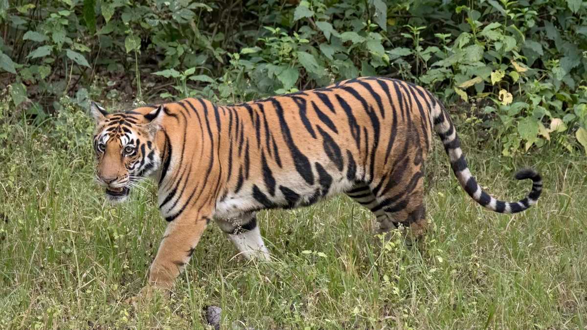 Video: Massive Tiger Wanders Onto Main Road Sparking Panic, Traffic Comes to a Standstill