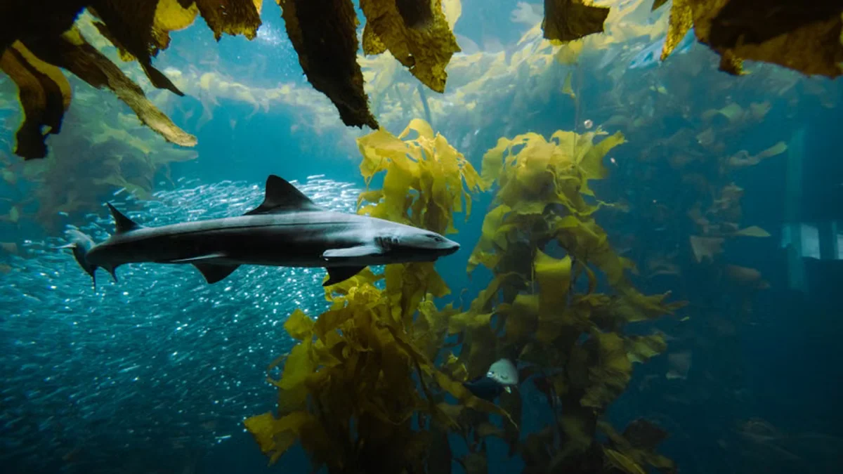 New Scientific Insights Revive Fascination With Longevity of Greenland Sharks