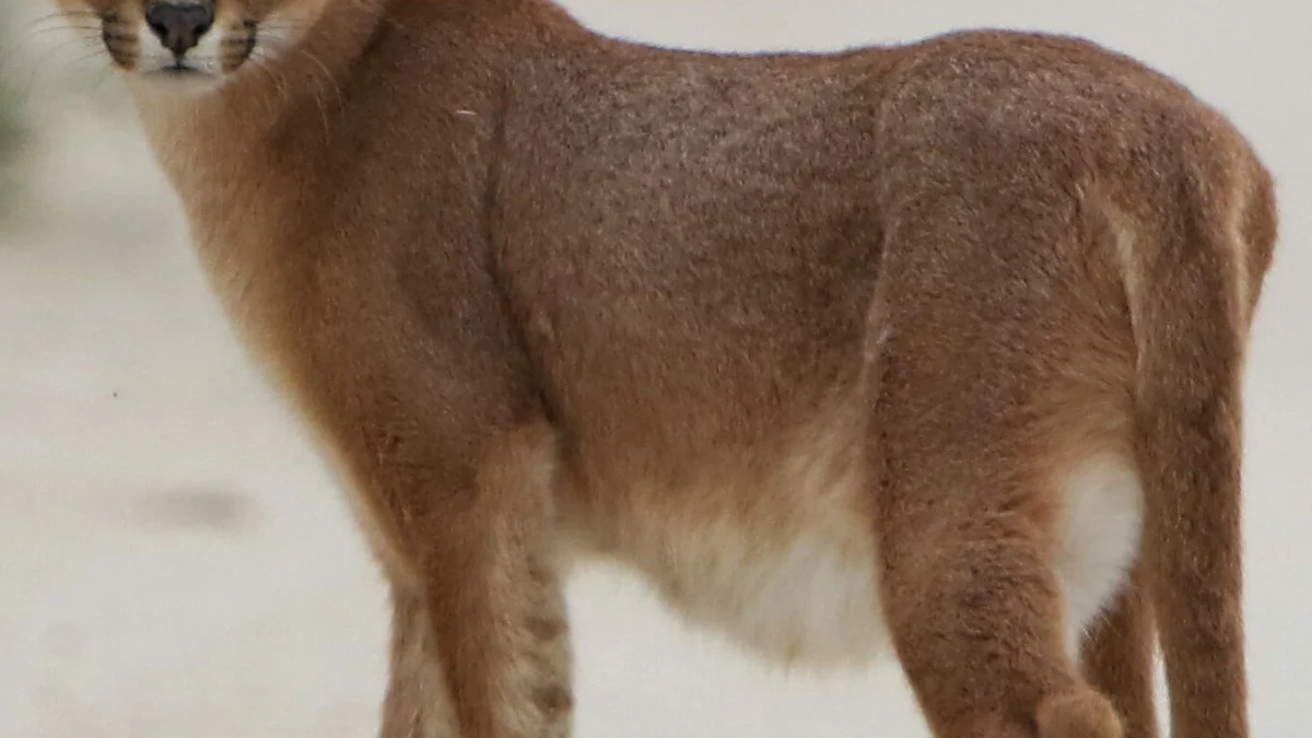 Rare Asiatic Caracal Finds Its Biggest Safe Haven in Rajasthan Forests