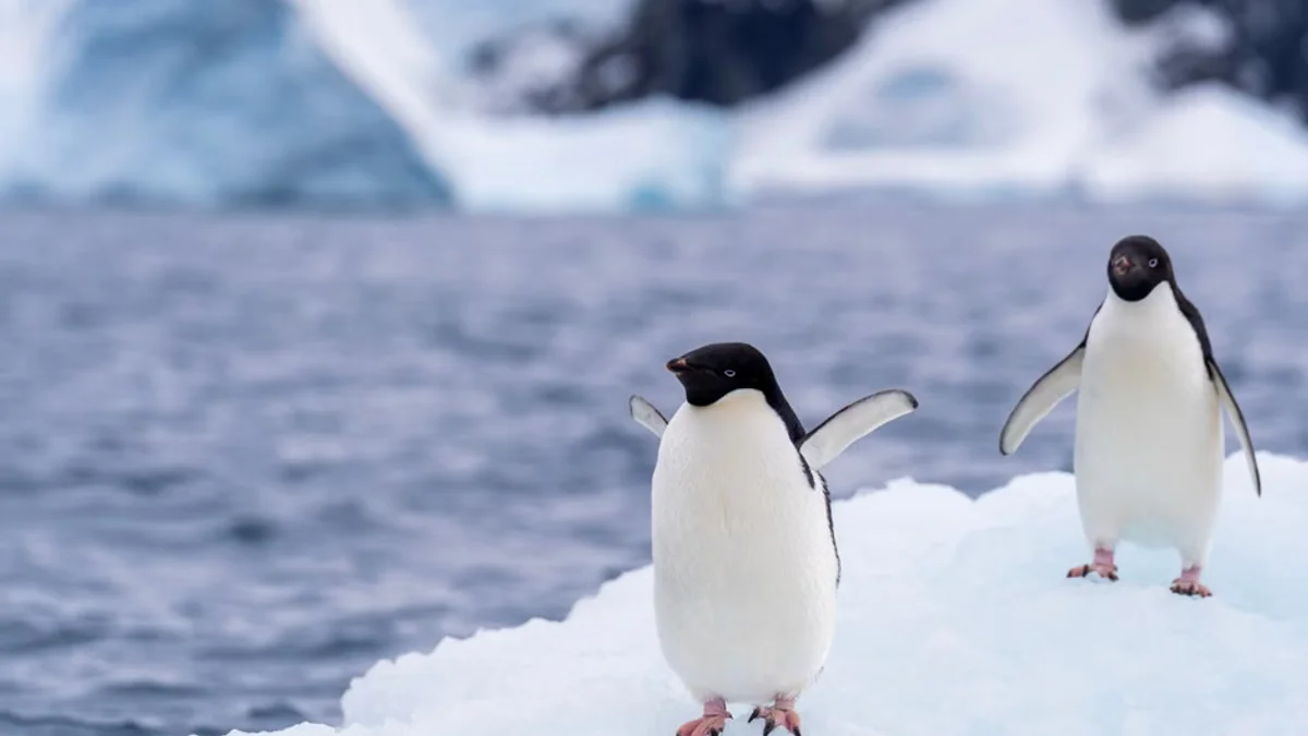 Ecological Emergency: World's Largest Penguin Colony Suffers Massive Collapse