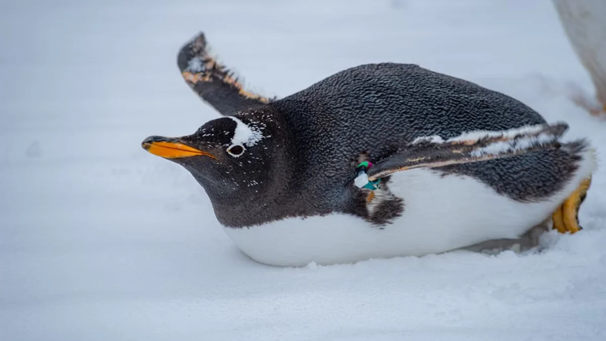 World's Largest Penguin Colony Faces 'Alarming' Population Collapse