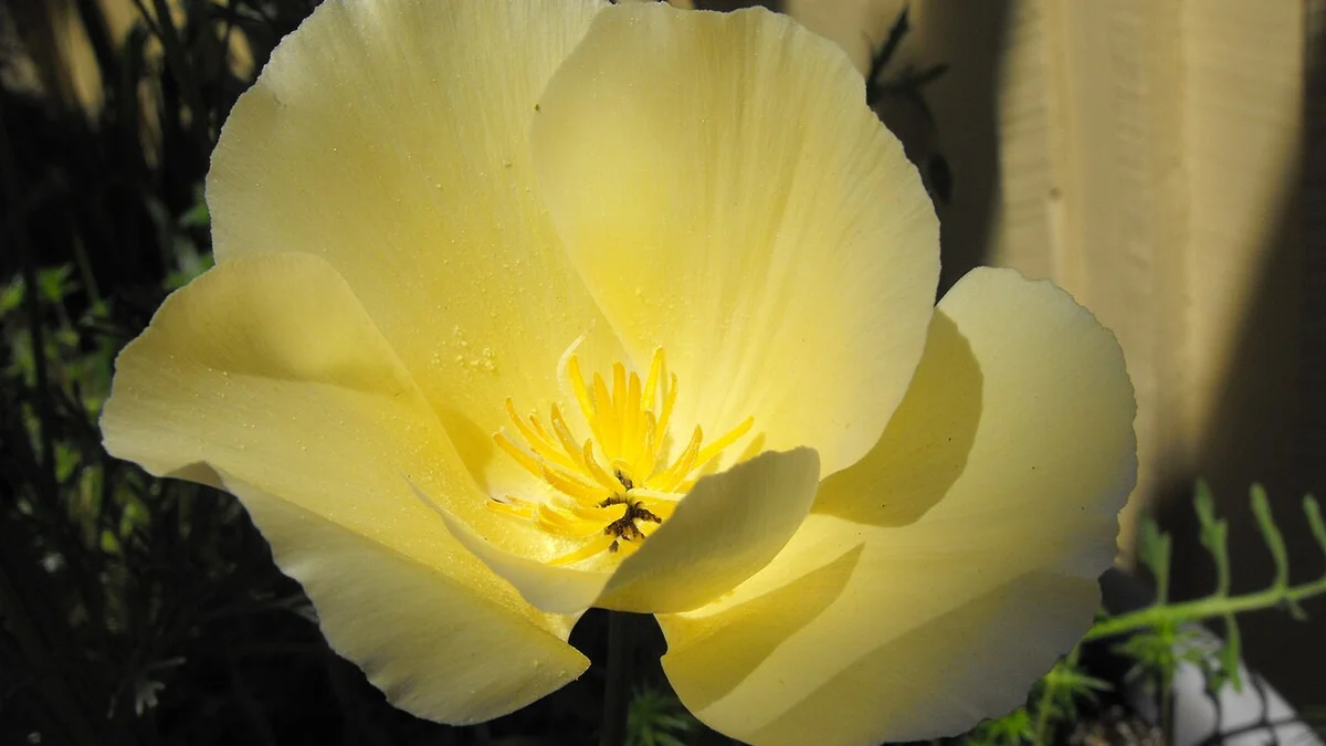 How To Use Buttermilk For Plants: Don't Pour Leftover Buttermilk Down The Sink; It Acts As A Magic Tonic For Rose And Hibiscus Growth