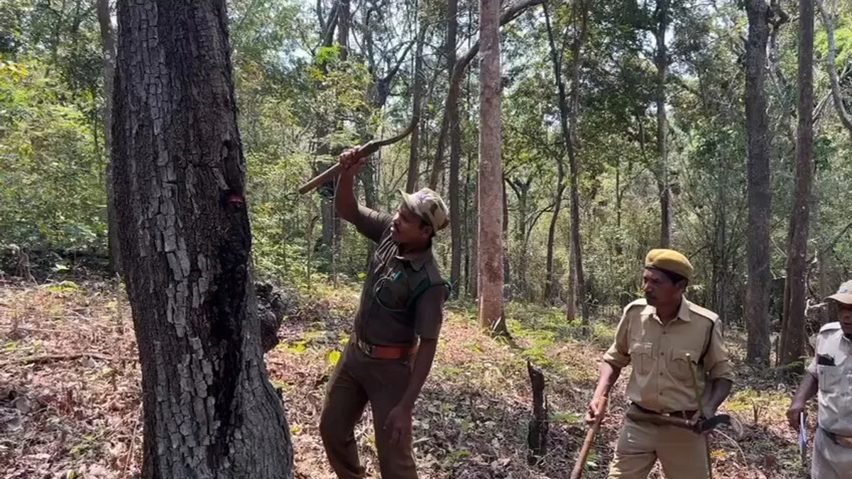 देखें वीडियो: पापीकोंडा के जंगलों में कोंडा रेड्डी जनजाति का पारंपरिक ज्ञान, भारतीय लॉरेल पेड़ में छिपा है पानी का स्रोत