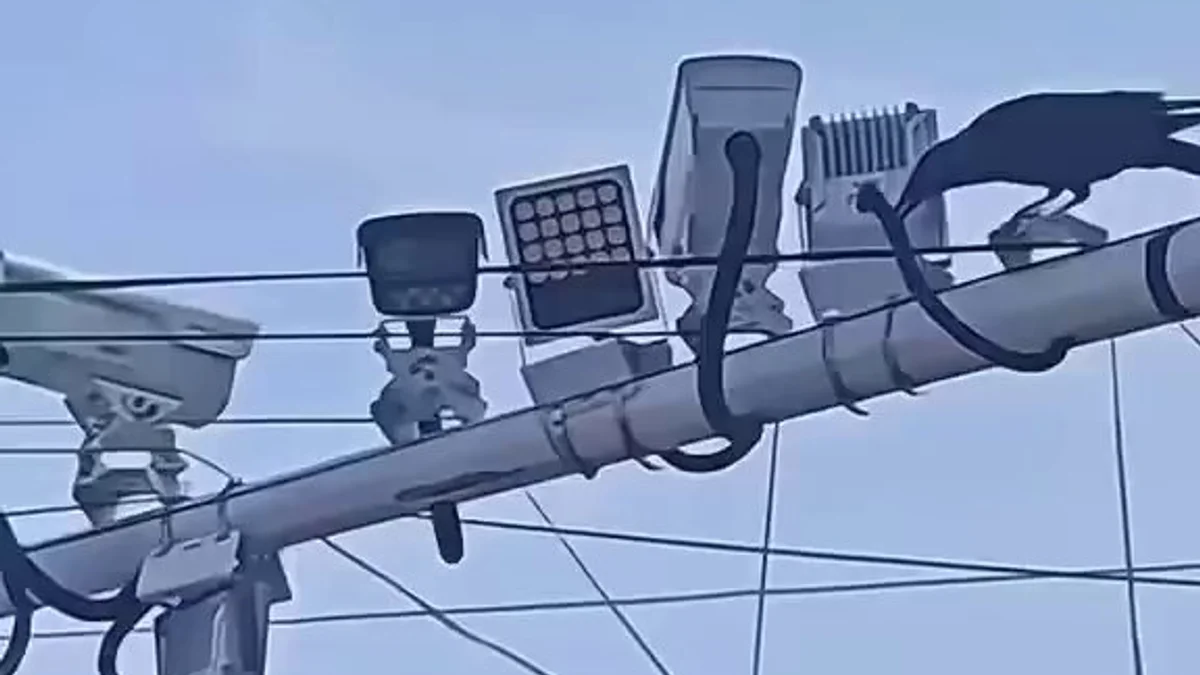 [Video] बिजली कटौती के बीच सोशल मीडिया पर छाया अजीबोगरीब 'ट्रेंड इलेक्ट्रीशियन' का क्लिप