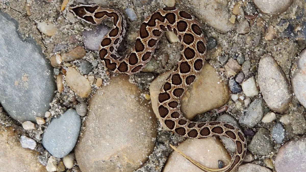 Curse of the Serpent: Family Bitten Four Times in 15 Years, 11-Year-Old Boy Loses Life
