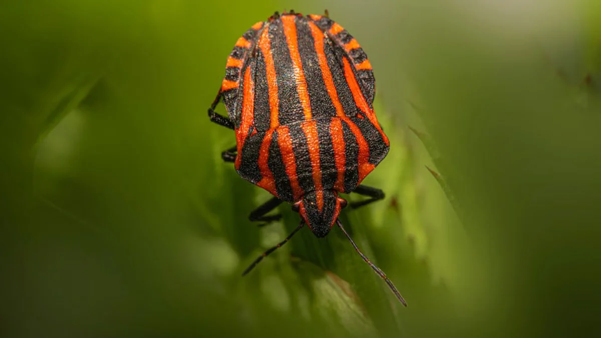Bedbugs crawling out the wallpaper in 'worst ever' Cardiff infestation