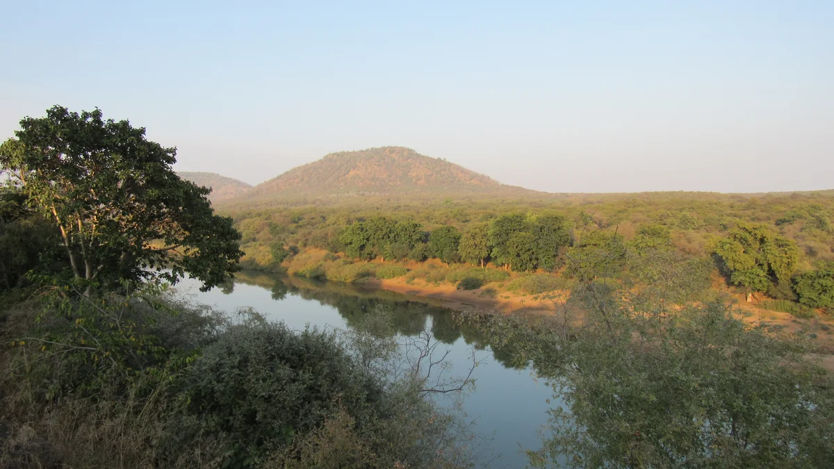 Bad News From Kuno National Park: 8-Month-Old Cub of Namibian Cheetah Asha Dies, Total Count in India Drops
