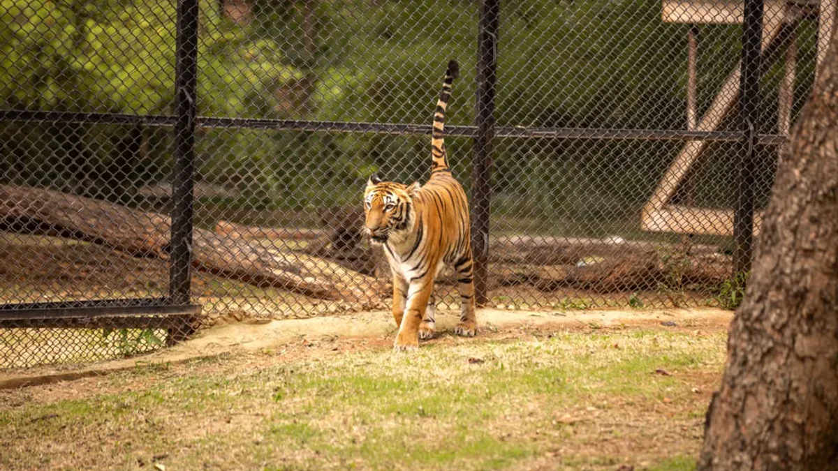 Fatal Incident Reported After Visitor Enters Tiger Habitat at British Zoo