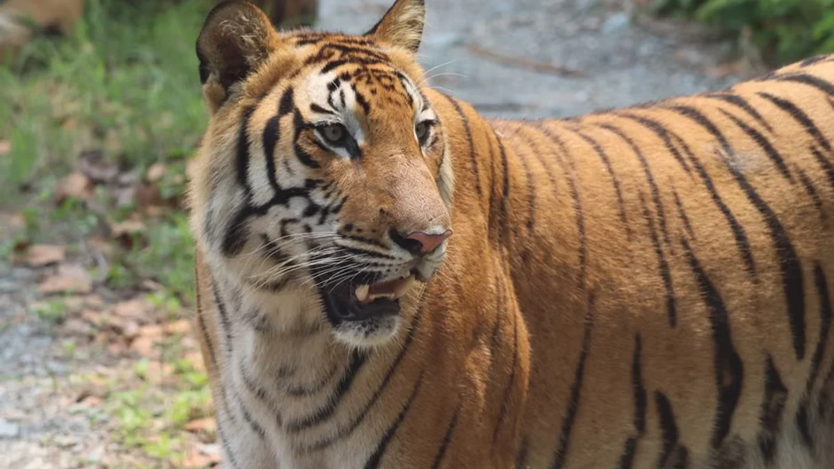 Fatal Tiger Enclosure Incident at UK Wildlife Park Triggers Safety Review