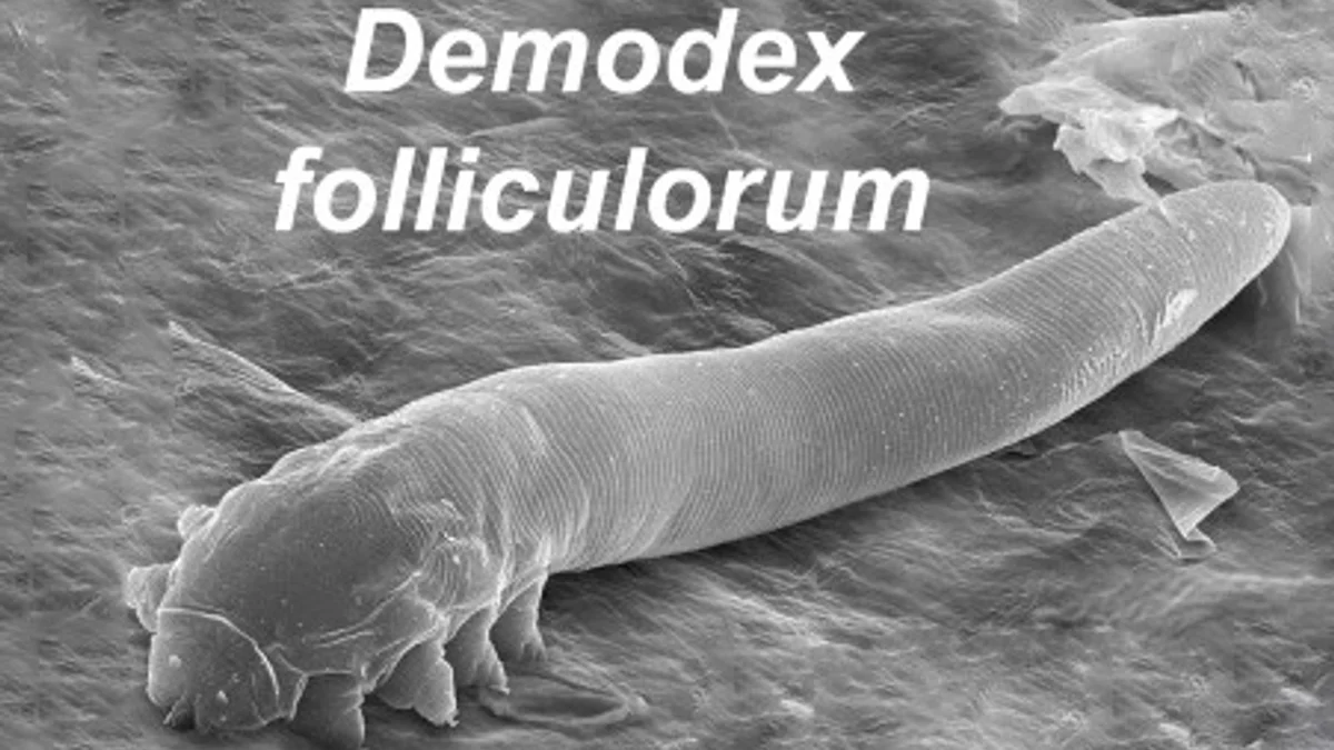 Mysterious Microorganisms Living on Human Skin Become Active at Night