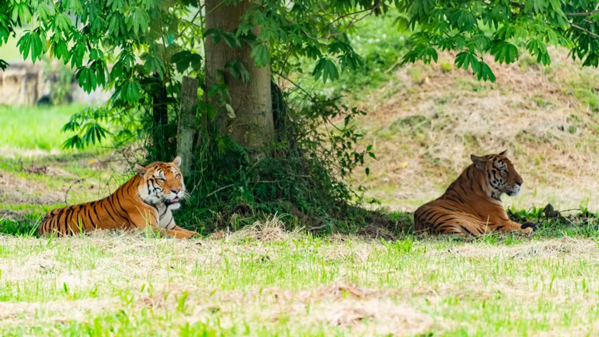 Yorkshire Wildlife Park fatal tiger attack - what we know so far