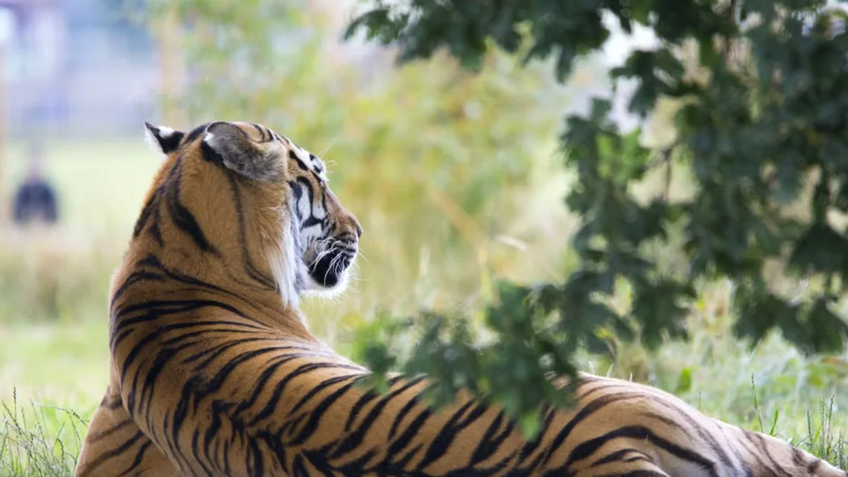Man killed by tiger in England after entering enclosure at wildlife park