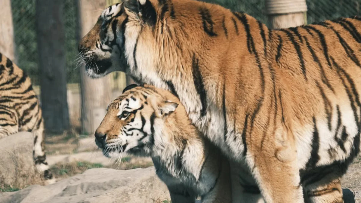 Authorities Identify Victim in Tragic Wildlife Sanctuary Tiger Attack