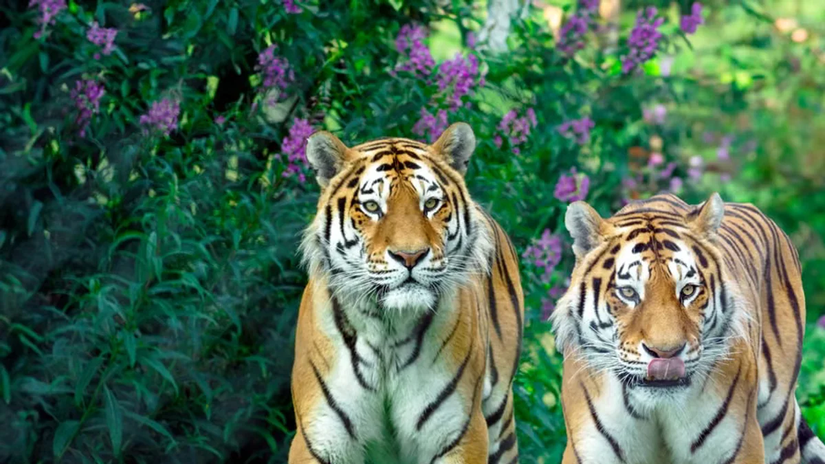 Wildlife Authorities Issue High Alert Following Reported Tiger Encounter