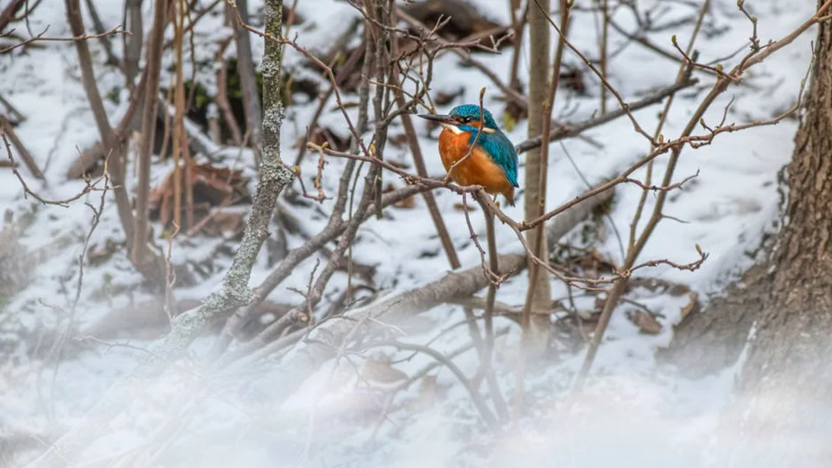 Simcoe Highlands placed under a freeze watch Monday and Tuesday, says the NWS