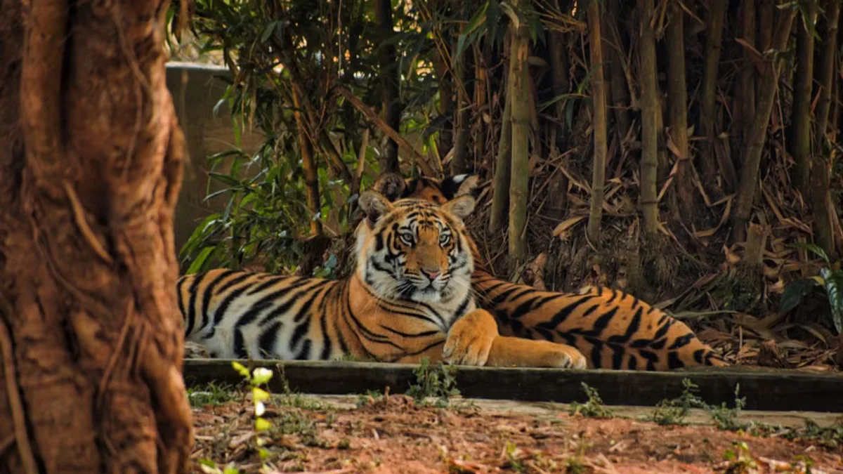 Tributes Pour in for 'Warm and Engaging' Man Killed in Tragic Tiger Attack