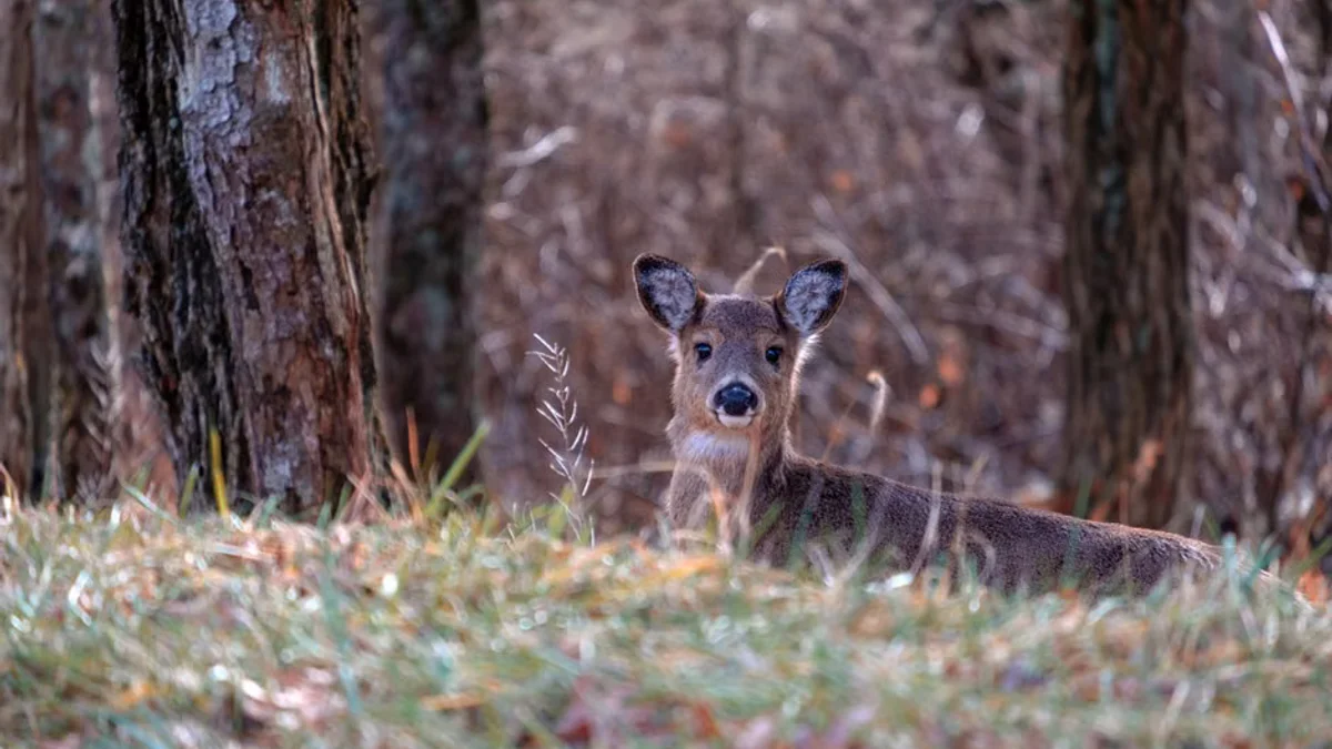 Pictured: Winning entries for Wildlife Photographer of the Year 2026