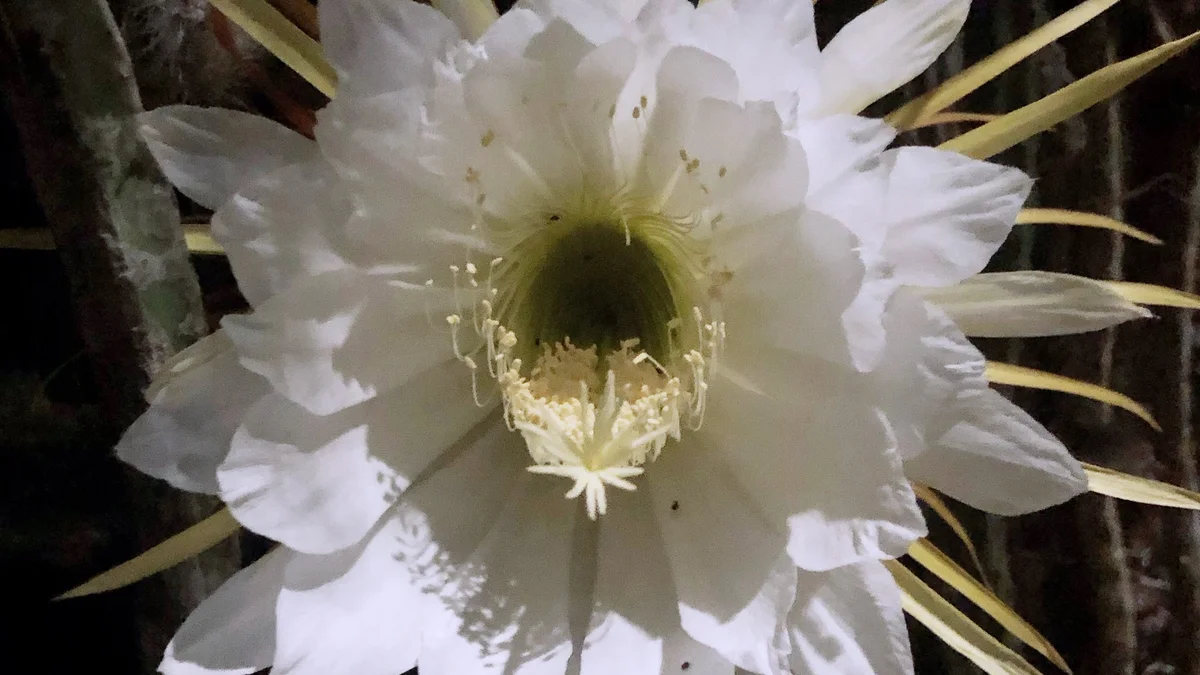 7 Beautiful Flowers That Bloom At Night To Fragrance Your Garden