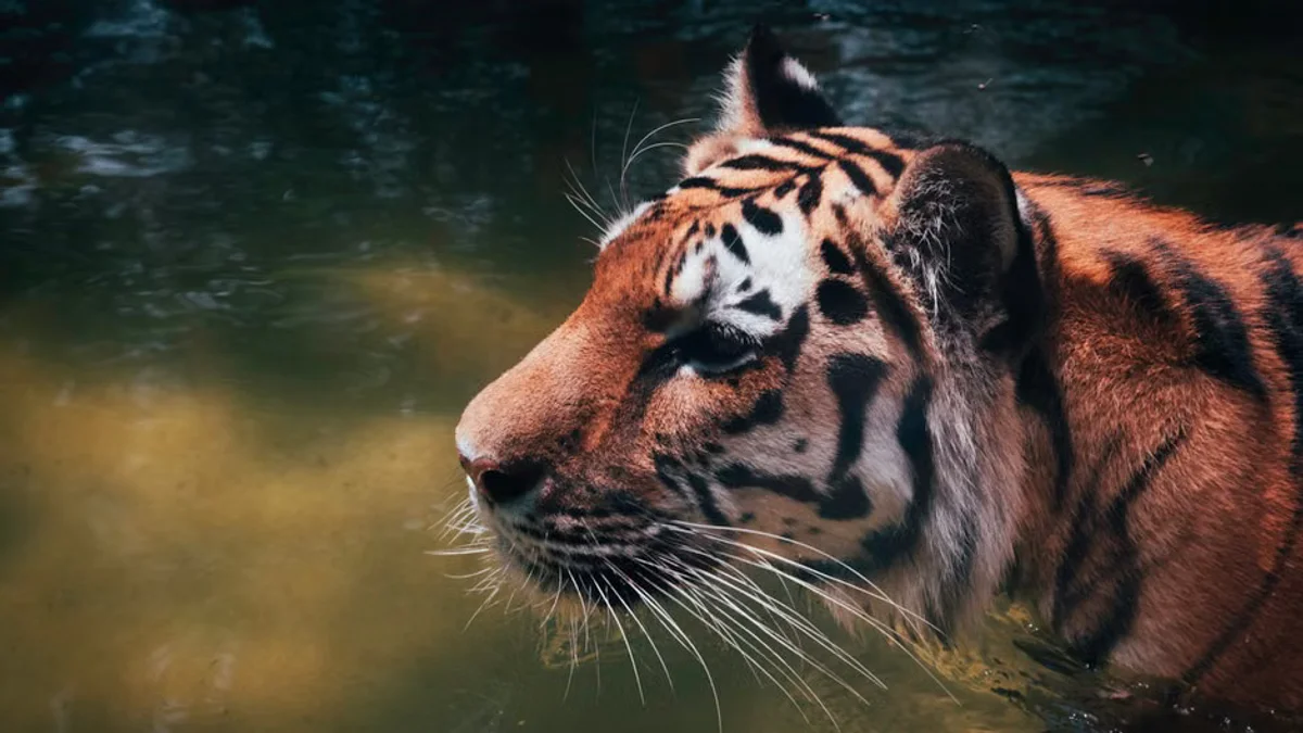 Trump Tiger Controversy Ignites Global Debate on Wildlife Diplomacy