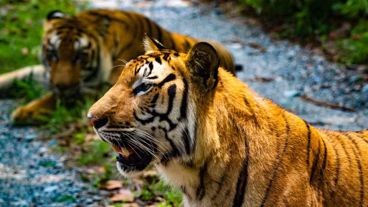 Trump Shares AI Video of Tiger Taming Following High-Profile UK Zoo Incident