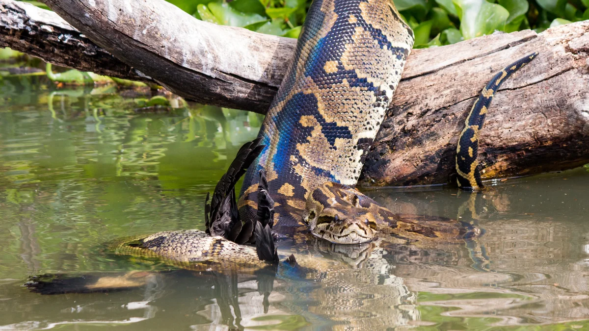 Video: 10-Foot-Long Python Rescued From Deep Well After 48 Hours Using Vegetable Crates