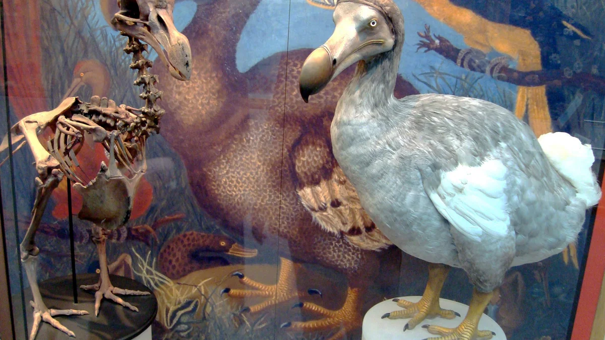 Humans Made it Extinct, Now Scientists Prepare to Revive Dodo Bird with AI Help