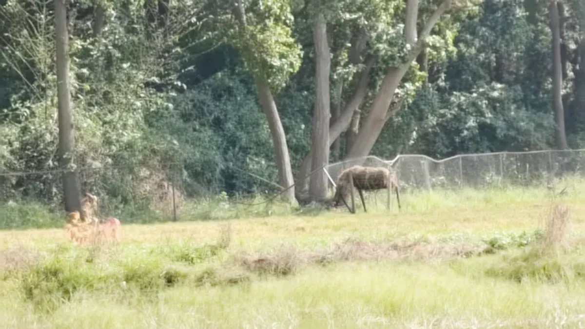 PTR में 1 नवंबर से शुरू होना है पर्यटन सत्र, पर उससे पहले 6 हाथियों ने मचाया गदर; टूटी फेंसिंग