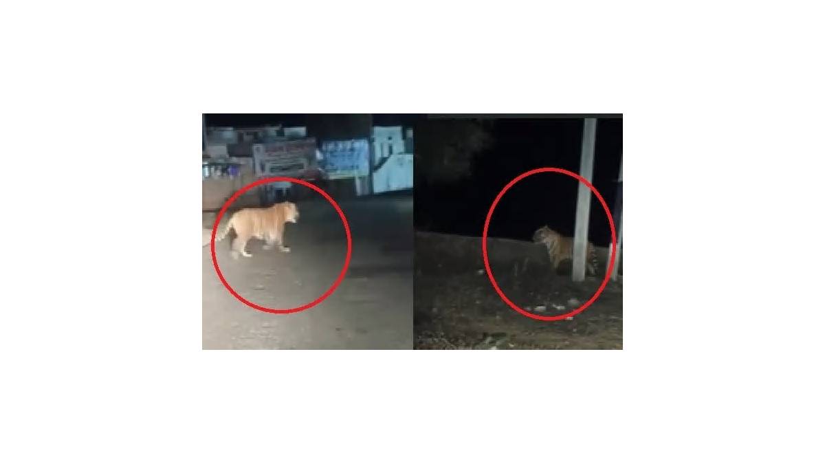 अलवर: जंगल से निकल बीच सड़क आ गया बाघ, थम गए वाहनों के पहिए- VIDEO